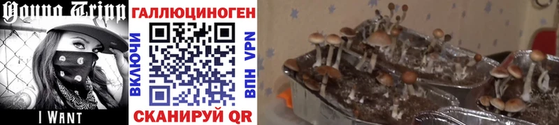 купить  сайты  Ангарск  Псилоцибиновые грибы мицелий 
